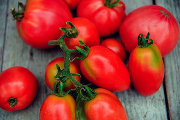 Ripe natural tomatoes growing on a branch in a greenhouse. Shallow depth of field