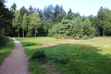 Heather landscape, Utrechte heuvelrug