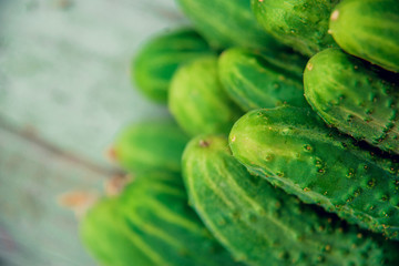 Cucumbers in summer. Fresh wet pickle ready for canning. Cucumbers for salads or canning. Cucumbers in countryside. Summer vegetables. Organic agriculture in village.
