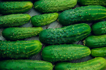 a lot of green dirty cucumber on the supermarket shelf