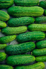 a lot of green dirty cucumber on the supermarket shelf