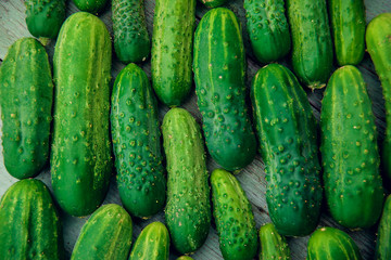 a lot of green dirty cucumber on the supermarket shelf