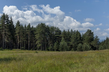 Majestic mountain top overgrown with coniferous forest and glade, Rila mountain, Bulgaria