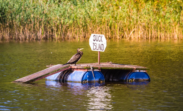 Unerw&uuml;nschter Kormoran auf der Enteninsel