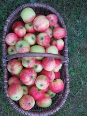 Reiche Ernte