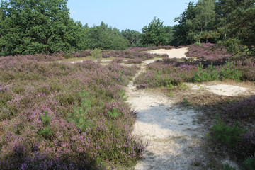 Heather landscape, Utrechte heuvelrug