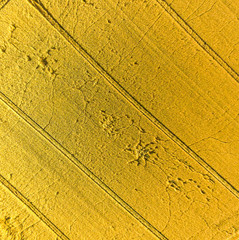 Aerial picture, golden field after harvest, as a background and texture, abstract