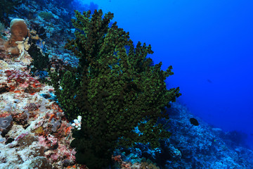 Fototapeta na wymiar Black sun coral