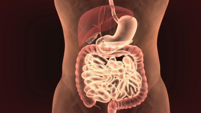 3d rendered anatomy illustration of a human digestive system