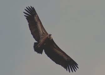 ave volando 