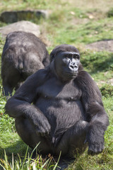 Big gorilla monkey in the zoo