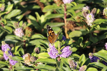 Butterfly on Flower