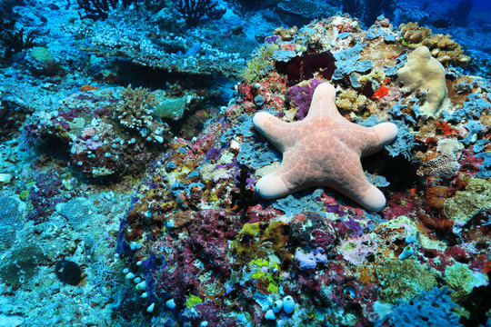 Granular starfish