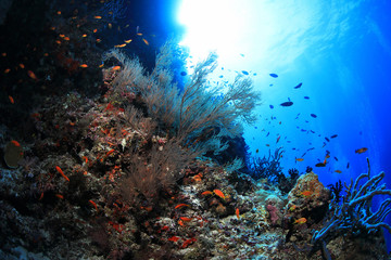 Fototapeta na wymiar Beautiful coral reef