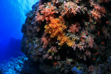 Naklejka na ściany i meble Beautiful coral reef