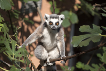 Naklejka premium Ring-tailed lemur looking at the camera