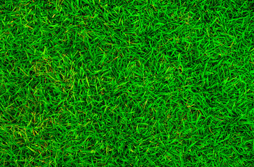 green lawn,backyard for background,Grass texture