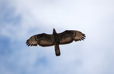 falco pecchiaiolo