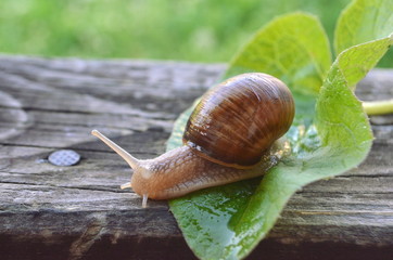 Land snail Helix pomatia on a green leaf and a wooden board close-up image
