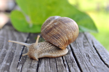 Land snail Helix pomatia on a green leaf and a wooden board close-up image
