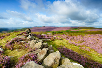Summer heather at Carl Wark an ancient Iron Age Hillfort near Higger Tor in the Peak District National Park in Derbyshire, looking out across Winyards Nick