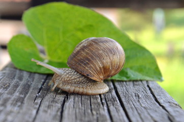 Land snail Helix pomatia on a green leaf and a wooden board close-up image

