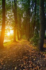 Obraz premium Warm autumn sunset light among trees