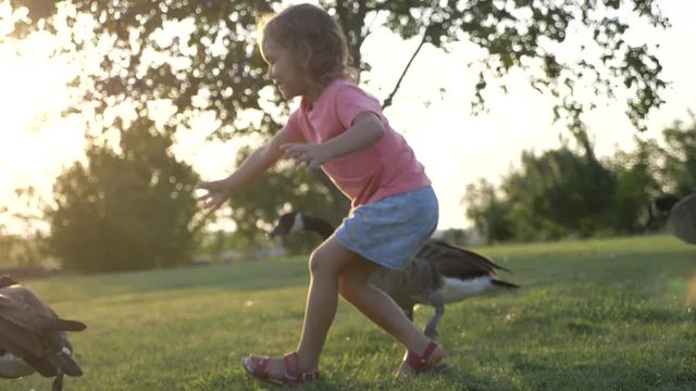 Little girl playing with wild geese on the green meadow at sunset light