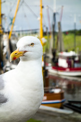 Krabbenkutter und Möwe am Hafen in Greetsiel, Nordsee, Deutschland