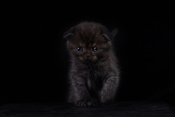 Fluffy black kitten on a black background. Photo in studio