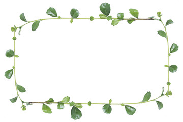 leaf picture frame