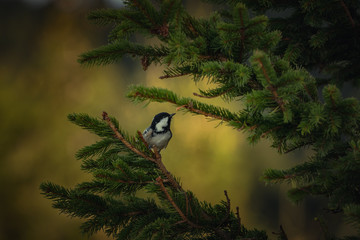 Bird on a fir © Daniel M