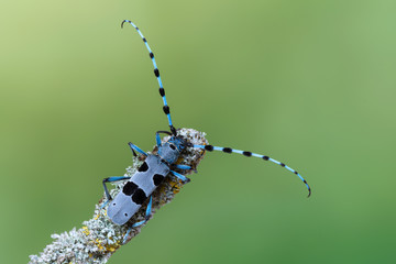 Rosalia alpina - Longhorn beetle - Rosalia longicorn