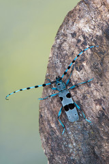 Rosalia alpina - Longhorn beetle - Rosalia longicorn
