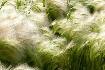 feather grass. Steppe wild herb with narrow leaves.