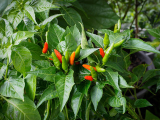 Chili Peppers growing in organic farm.