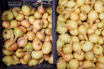 Onion harvest in Valencia Spain huerta field