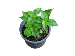 Chili pepper plant growing in pot.