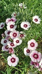 quality product, best flower.