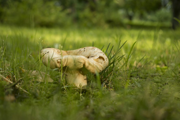 Mushroom mushroom on grass background