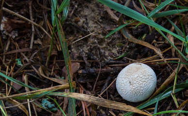 Puffball in the woods
