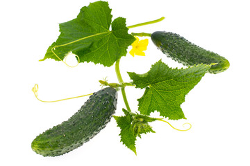 Leaves and ovary cucumber on white background