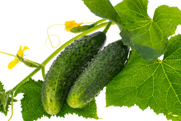 Leaves and ovary cucumber on white background