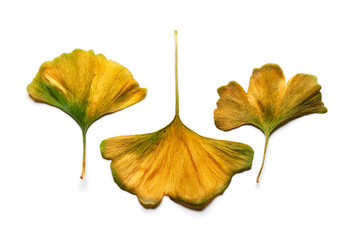 Grouping of intense yellow autumn Ginkgo biloba leaf isolated on white.