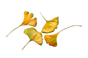 Grouping of intense yellow autumn Ginkgo biloba leaves isolated on white