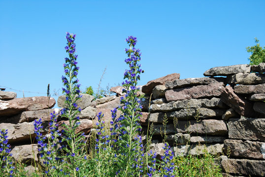 Blue Weed Flowers By A Stone Wall