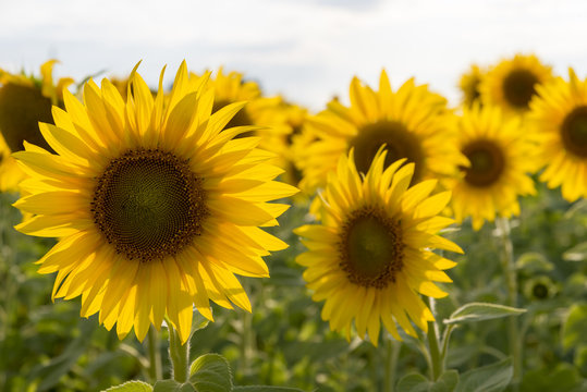 Sunflowers, field, on a blurred background of the field.