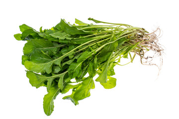 Bunch of fresh arugula with roots