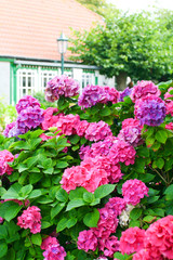 Hortensionen vor Wohnhaus im Nordseestil