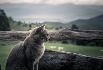 Lonely cute cat sitting vacant.